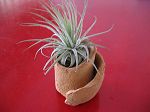 TILLANDSIA : SUPPORT TERRE  1